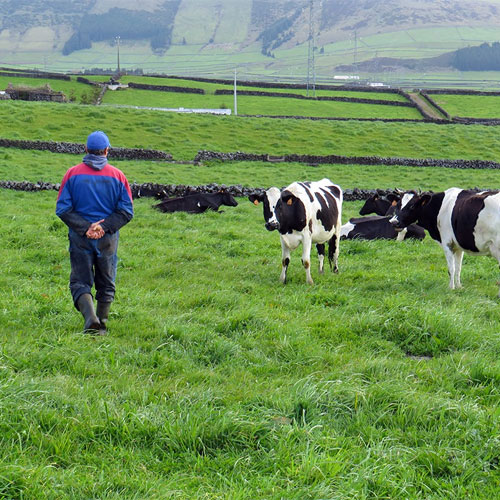 Vacas a pastar e pastor